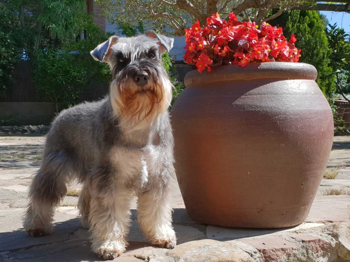 Schnauzers & Stripping Groomez